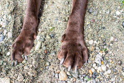 Low section of horse in the ground