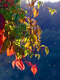 Close-up of leaves on tree