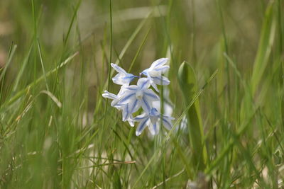 Close-up of white flowering plant on land