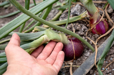 Cropped hand holding plant