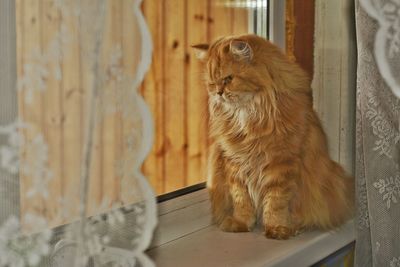 Persian cat sitting on window sill