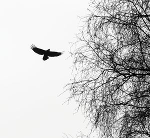 Low angle view of silhouette bird flying against clear sky