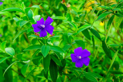 Close-up of purple flowering plant