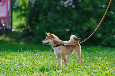 Dog looking away on field