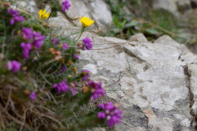 Close-up of purple flowering plants