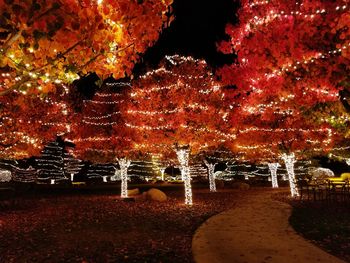 Illuminated trees against sky at night