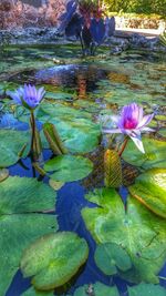 Close-up of lotus water lily in pond