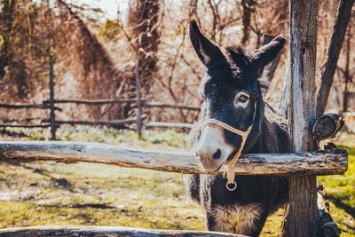 Horse in a farm