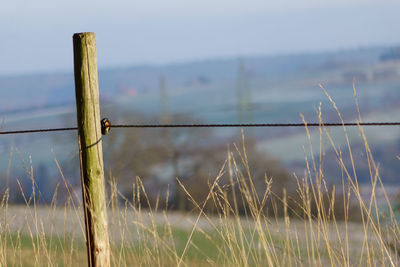 Close-up of barbed wire on field