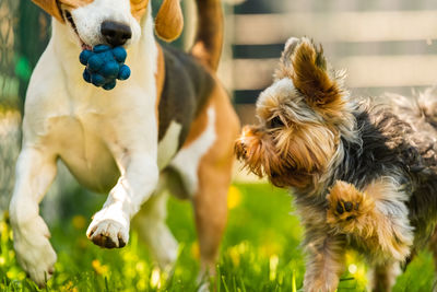 Cute yorkshire terrier dog and beagle dog chese each other in backyard. running and jumping with toy 