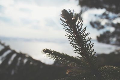 Close-up of grass against sky during sunset