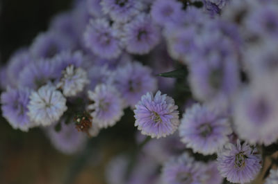 Close-up of purple flowering plants