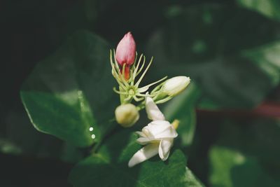 Close-up of flowering plant