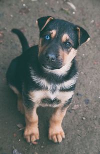 Close-up portrait of dog