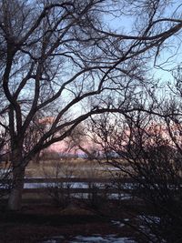 Bare trees on landscape