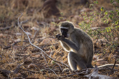 Monkey in forest