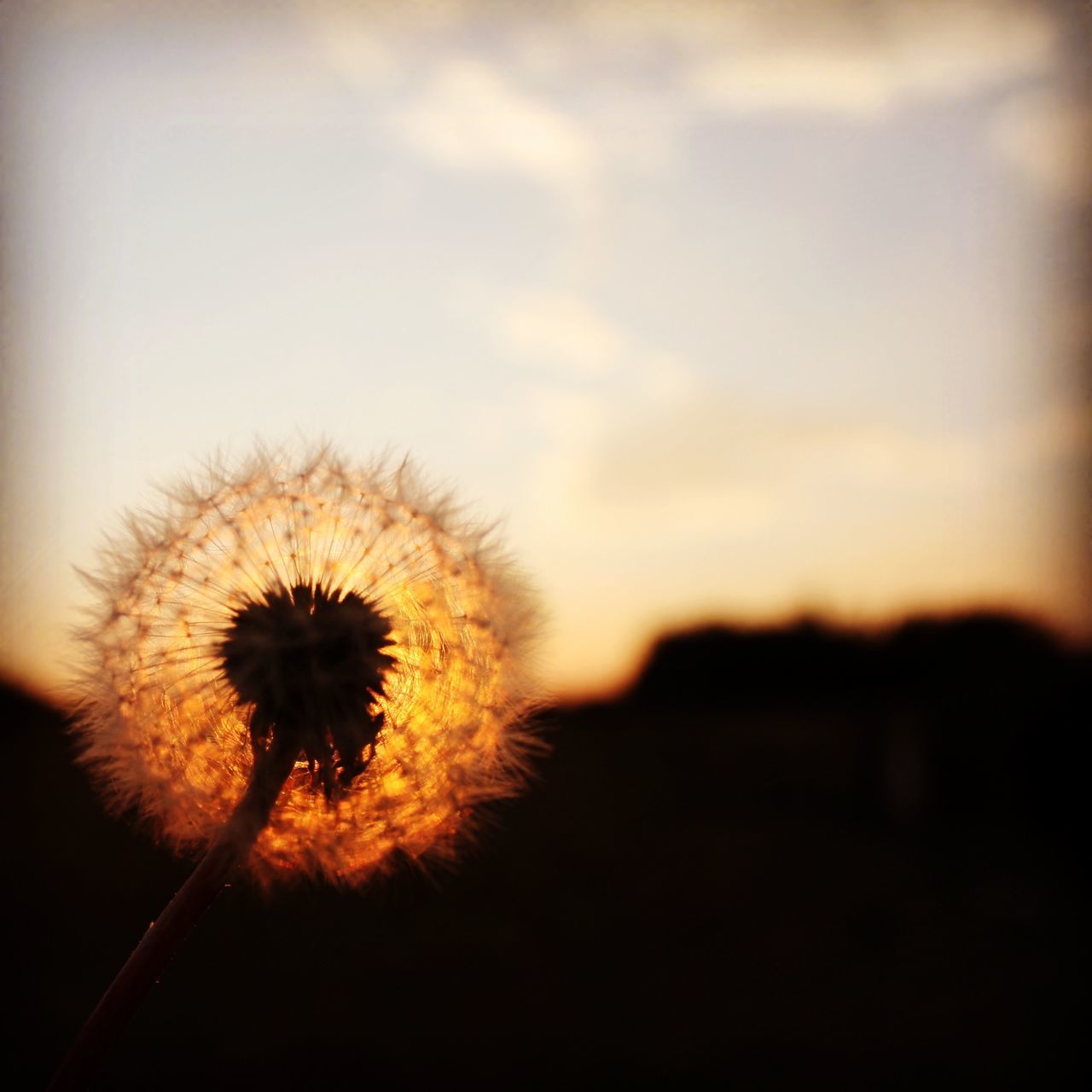 flower, dandelion, freshness, growth, fragility, flower head, beauty in nature, nature, stem, close-up, focus on foreground, plant, single flower, field, uncultivated, sunflower, softness, sky, outdoors, wildflower