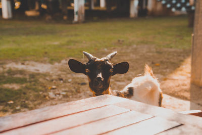 Portrait of goat standing on land