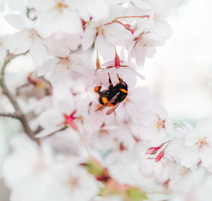 Close-up of insect on white cherry blossom