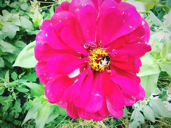 Close-up of bee on flower