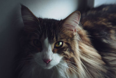 Close-up portrait of a norwegian forest cat