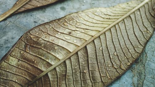 Close-up of dry leaves