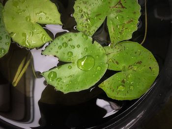 High angle view of water drops on leaf