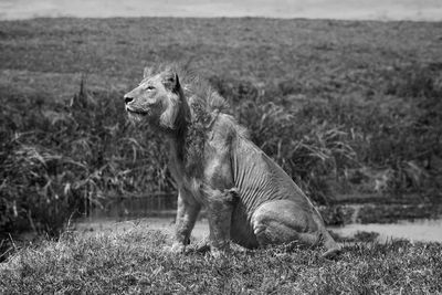 Lion in serengeti