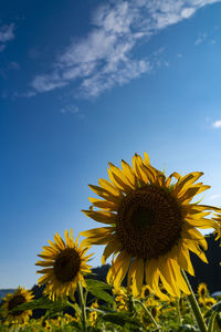 Sunflower field