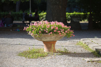 Close-up of flowering plants in park