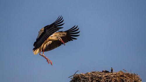 Low angle view of birds flying against blue sky