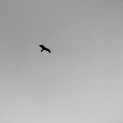 Low angle view of silhouette bird flying against clear sky