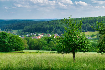 Trees on field against sky