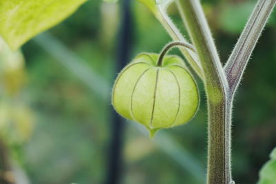 Close-up of winter cherry growing on plant