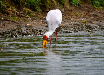 Bird in a lake