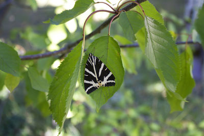 Close-up of butterfly on leaf