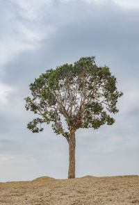 Tree on field against sky