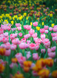 Full frame shot of fresh pink flowers in field