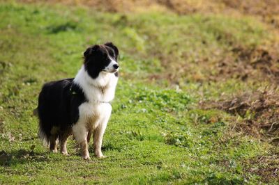 View of dog looking away on field