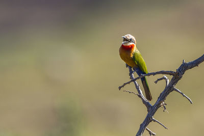 Close-up of bird perching on branch