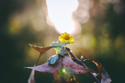 Close-up of yellow flower