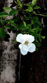 Close-up of white flower blooming outdoors