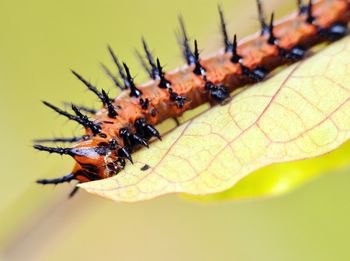 Gorgeous image captured of a gulf fritillary caterpillar isolated against a green background. 