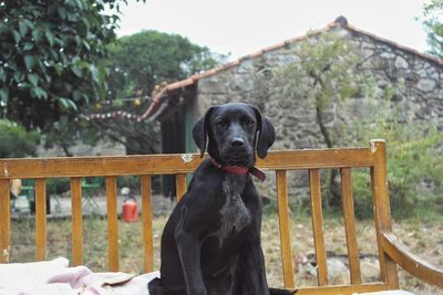 Black dog against trees