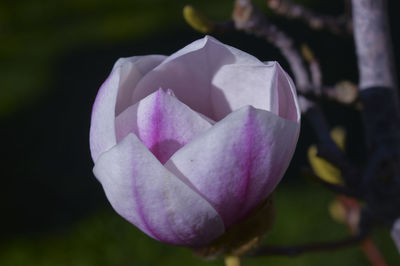 Close-up of pink flower blooming outdoors