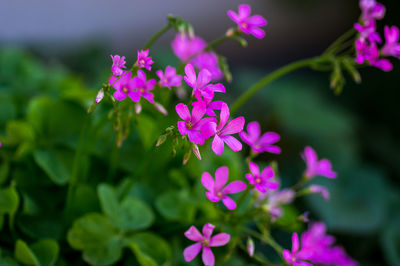 Close-up of pink flowering plant