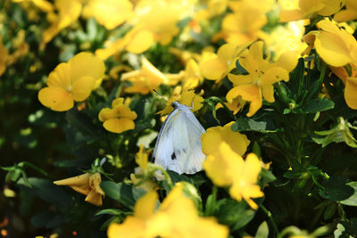 Close-up of butterfly on white flower