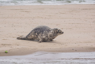Baby seal on beach