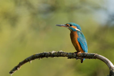 Close-up of kingfisher perching on branch