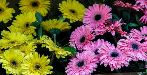 High angle view of pink flowering plants